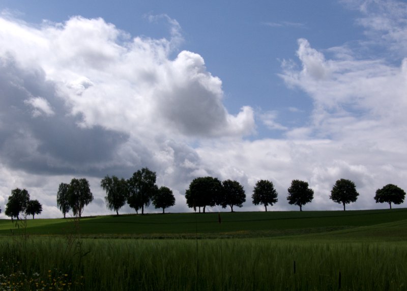 Bäume am Horizont